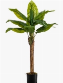 Banana Toef (21 lvs.)