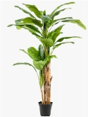 Banana Toef (27 lvs.)