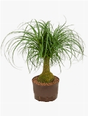 Beaucarnea recurvata Stam 65 cm
