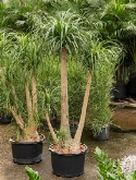 Beaucarnea recurvata Vertakt (100) 180 cm