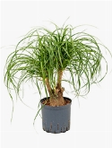 Beaucarnea recurvata Vertakt (30) 55 cm