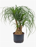 Beaucarnea recurvata Vertakt (45) 70 cm