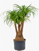 Beaucarnea recurvata Vertakt (60) 80 cm