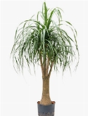 Beaucarnea recurvata Vertakt (80) 130 cm