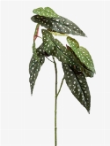 Begonia maculata Tak 0