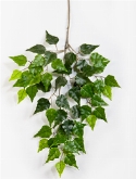 Birch Tak