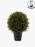 Boxwood Ball 18