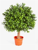 Boxwood Bol
