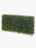 Boxwood Heg