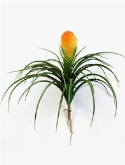 Bromelia vriesia Toef