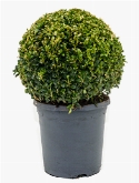 Buxus sempervirens Bol (30+) 45 cm