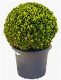 Buxus sempervirens Bol (35+) 60 cm