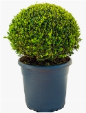 Buxus sempervirens Bol (40+) 60 cm