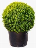 Buxus sempervirens Bol (50+) 80 cm