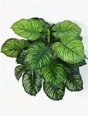 Calathea Bush (22 lvs.)