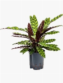 Calathea insignis lancifolia 55 cm
