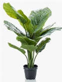 Calathea orbifolia Bush 16