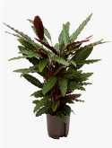 Calathea rufibarba wavestar Toef 90 cm