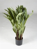Calathea Toef