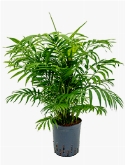 Chamaedorea elegans Toef 70 cm