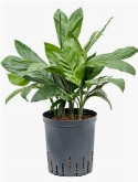 Chamaedorea metallica Toef 50 cm