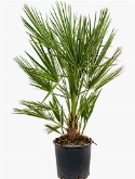 Chamaerops compacto Bush 75 cm