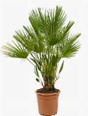 Chamaerops humilis Bush 100 cm