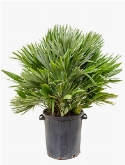 Chamaerops vulcano Bush 100 cm