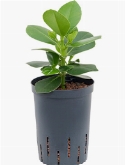 Clusia rosea princess 1pp 40 cm