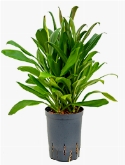 Cordyline glauca Toef 40 cm
