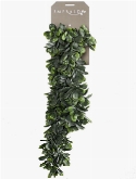 Crassula Hanging Bush 0