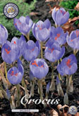 Crocus Speciosus met 5 zakjes verpakt a 15 bollen