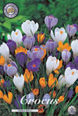 Crocus Vernus Mixed met 5 zakjes verpakt a 15 bollen