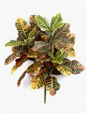 Croton Bush