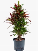 Croton (codiaeum) mamey Vertakt 90 cm