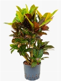Croton (codiaeum) petra Vertakt 110 cm