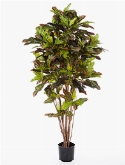 Croton exellent Vertakt