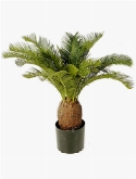 Cycas Toef