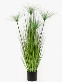 Cyperus haspan Bush