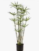 Cyperus Vertakt 15