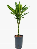 Dracaena cintho 30 75 cm