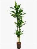 Dracaena cintho 90-60-30 140 cm