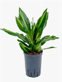 Dracaena cintho Kop 2pp 40 cm