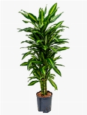 Dracaena cintho Vertakt-multi 110 cm