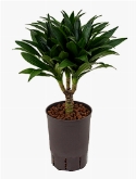 Dracaena compacta 15 40 cm