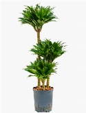 Dracaena compacta 60-30-15 100 cm