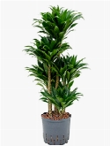 Dracaena compacta 60-Carrousel 100 cm