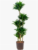 Dracaena compacta 90-Carrousel 135 cm