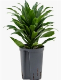 Dracaena compacta Kop 40 cm