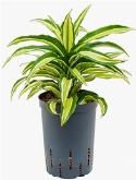 Dracaena compacta malaika Kop 35 cm